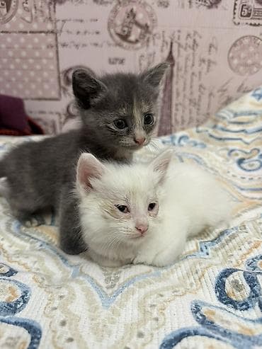отдам котенка в добрые руки: В добрые руки — 1