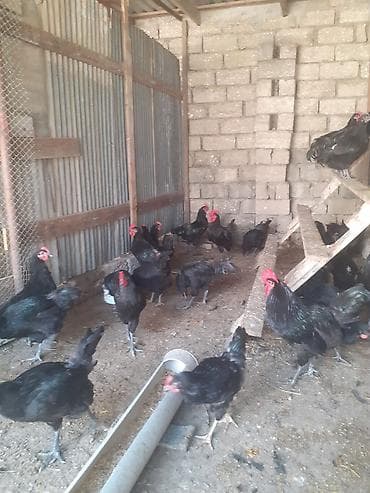 doberman satılık: Alman cinsi.Uzun quyruq Australorp təmiz cins.Xoruzlar satılır.Öz — 6
