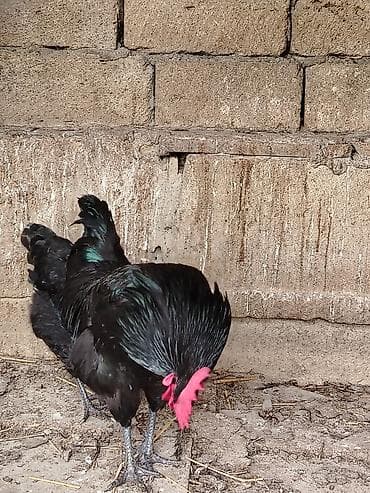 hind toyuğu: Toyuq, Australorp, Yumurtalıq — 2