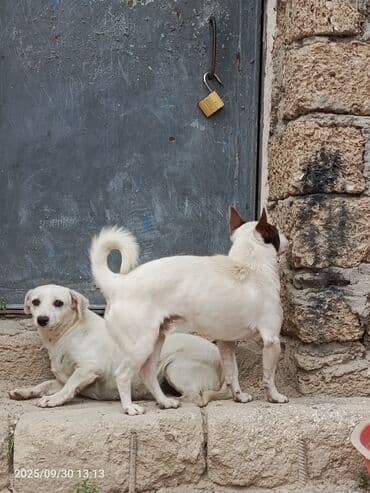 bakıda it satışı: 1 il, Erkek — 5