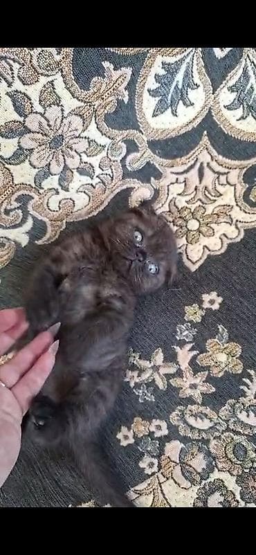 pişik tap az: Dişi — 2