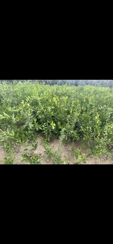 tikanli bitkiler: Məhsul: Sitrus tingləri (narıncı/mandarin tipli), torbalı və açıq — 2