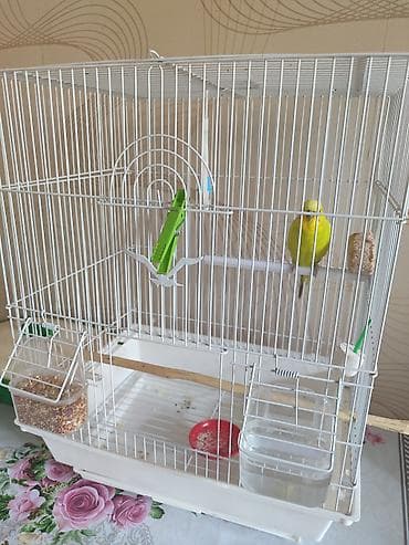 bulbul quşu: Продаю волнистого попугая Кики. Возраст 1 год — 4