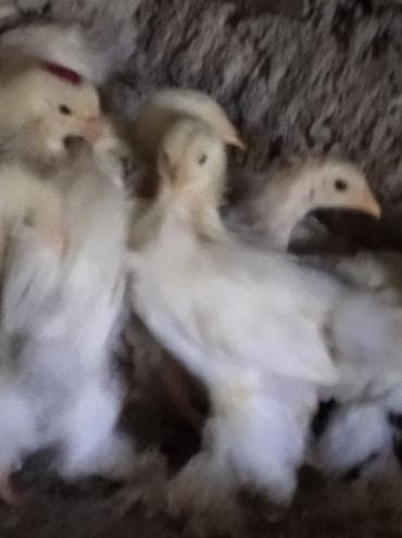 rengli quslar: Toyuq, Brama, Damazlıq, Ödənişli çatdırılma — 7