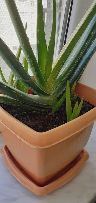 güneş: Esil aloe veradir Xaricden gelib, mualicevidir. - Bitki: ətli — 1