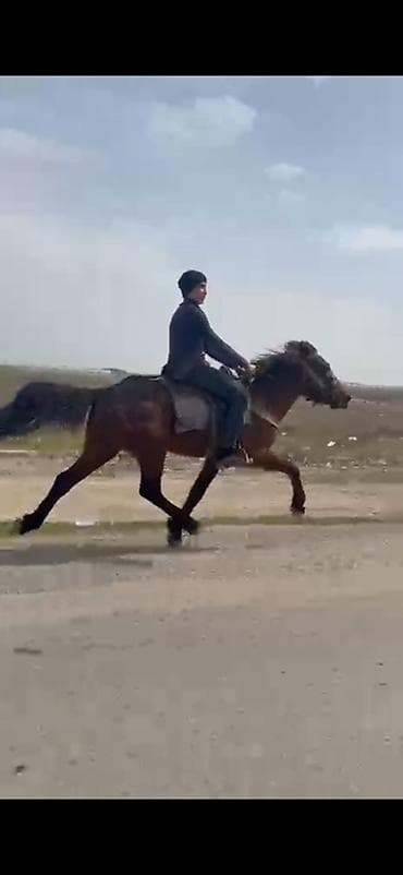 cuce satisi 2019: Yorğa nalsız 40 yeriyir erkək yaş 6 real alıcıya endirim olacaq at — 4