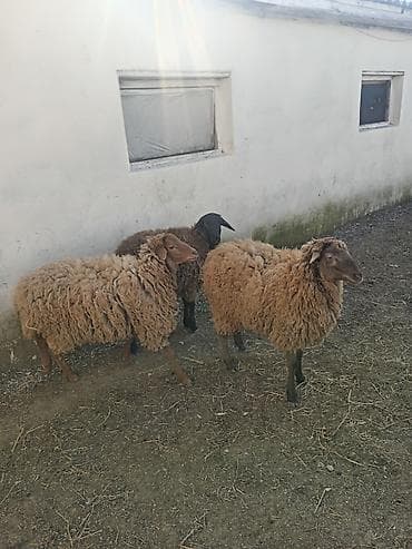 simental erkek dana: Dişi, Qala, il: 1, 50 kq, Damazlıq, Ünvandan götürmə — 1