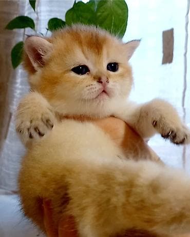 britan pişiyi: Britan, Erkək, Dişi, Yaxşı əllərə, Ünvandan götürmə — 2