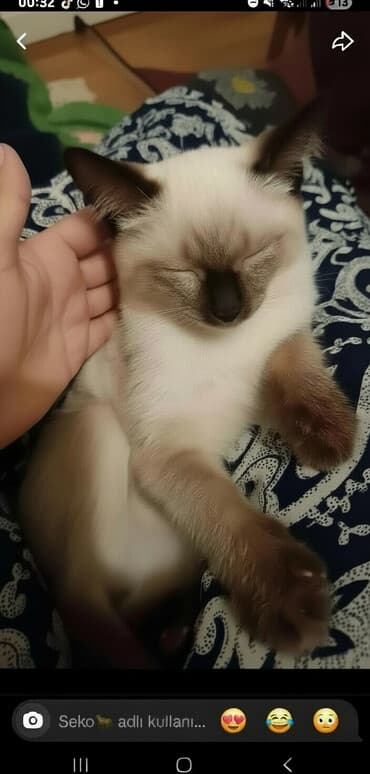 шотландская серебристая шиншилла купить: Сиамская — 1