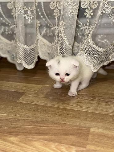 pişiylər: Şotland — 10