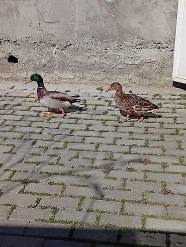 Keçilər, çəpişlər: Salam,təmiz çöl ördekleri satilir,həyət şaraitine tam oyresibler - — 7