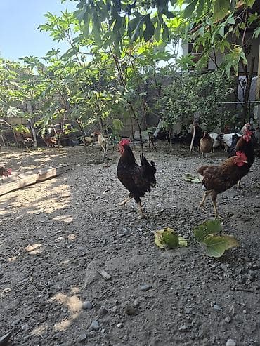 toyug cuce: Məhsul: xoruzları 5-6 aylıq mesaj yazın geri dönüş edəcəm. ünvan — 1