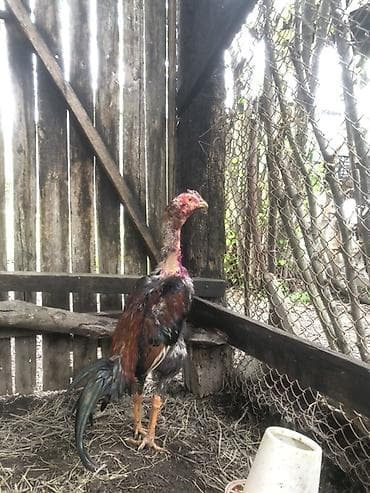 ev quşlari haqqinda melumat: Salam elekum meydanda udub gelib. Cins xoruz – uzunboyun, hündür — 1