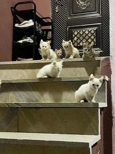 котенок в хорошие руки: Türk anqora, Erkək, Dişi, Yaxşı əllərə — 3