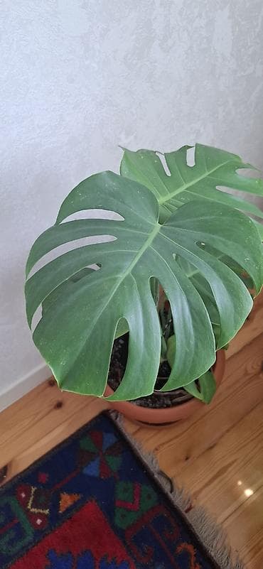 torf: Monstera deliciosa (Swiss cheese plant). torfa əkilib. badamdardadı — 1