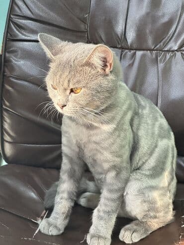 белый котенок в добрые руки: Шотландская, Самец, В добрые руки, Самовывоз, Платная доставка, Доставка в районы — 2