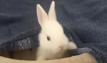 Satışda balaca dovşanlar - Rənglər: ağ, boz (xallı-boz tonlarda), bir