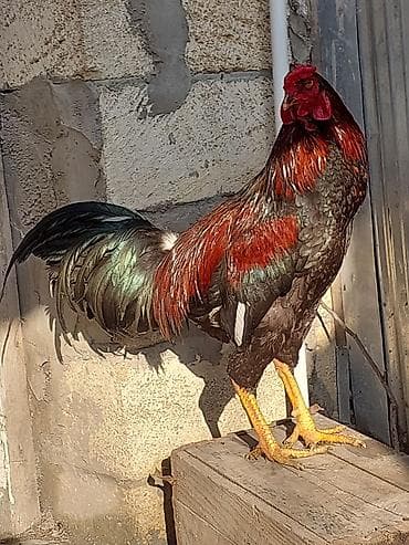 menali it adlari: Xoruz, Heyratı, il: <1, Ünvandan götürmə, Ödənişli çatdırılma — 1