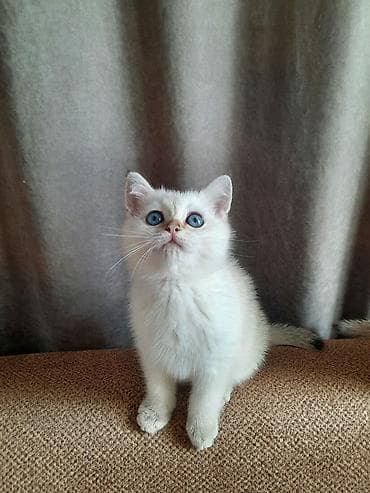 Pişiklər: Britan, Erkək, Yaxşı əllərə — 2