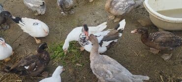 mirvari ördək: Həm kəsilməli həm də damazlıq original təmiz cins lal ördəklər ( — 10