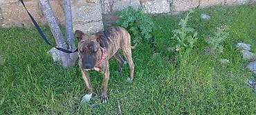 Zolaqlı rəngli, orta ölçülü it balası. - Qısa, tünd-qəhvəyi/brindle