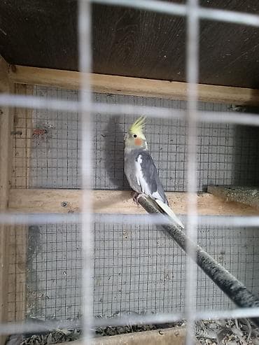 Korella ərkeydi 1 yaş yarımlıqdı cütə hazır tam sağlam unvan yeni