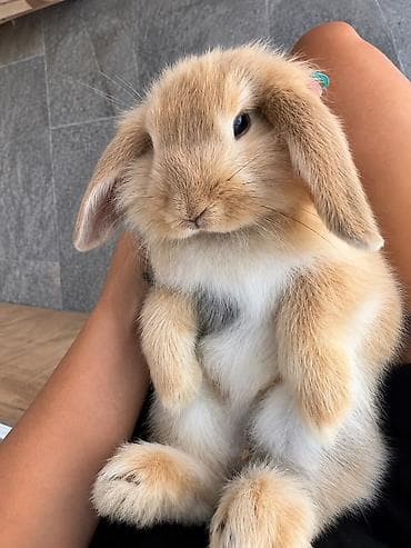 kreditle it satisi: Çox gözəl və nadir rəngə sahib Holland Lop balası satılır. 🐰 2 aylıq — 1