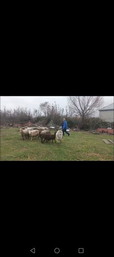 котята в баку бесплатно: Qoyun sürüsü – qarışıq rəng və yaşlarda - Növ: yerli qoyunlar (ağ — 2