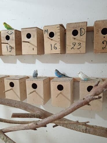 Akvariumlar: Vistavka şou quşları satılır 🦜 Qiymət: 60 AZN (1 ədəd) Mövcud say: 30 — 5