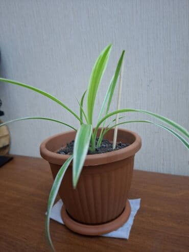 Xlorofitum — sağlam və gözəl otaq bitkisi Tam sağlam və baxımlı