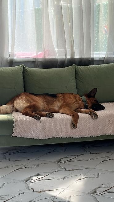 kangal satilir: Alman çoban iti, 1 il, Dişi, Peyvəndli, Ünvandan götürmə — 3