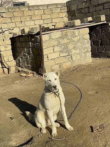 itlerin satisi ve qiymetleri: Alabay, 9 ay, Dişi, Peyvəndli, Ünvandan götürmə, Ödənişli çatdırılma — 1