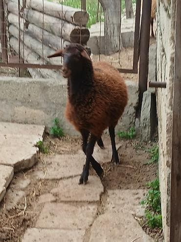 Qoyunlar, qoçlar: Temiz qızıllaglı 5 ay23 gunlukdu isdiyen olsa anası ile bır yerdede — 1