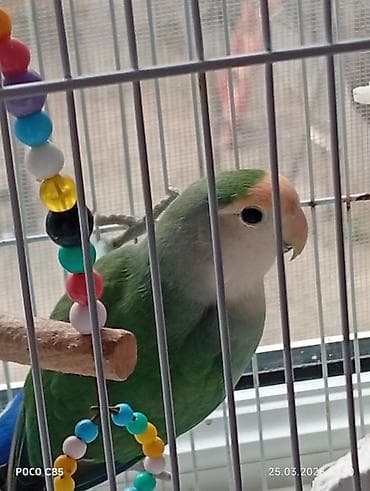 qus qefes: Sevimli tutuquşu (sevgi quşu) və qəfəs dəsti - Növ: Agapornis (sevgi — 1