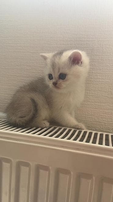 ev pisikleri satisi: Şinşilla, Erkək, Ünvandan götürmə, Ödənişli çatdırılma — 1