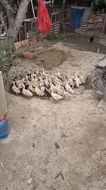 Avqustun 6 da çixan PEKİN ÖRDƏK BALALARI SATILIR 40 ƏDƏD UNVAN QARADAǦ