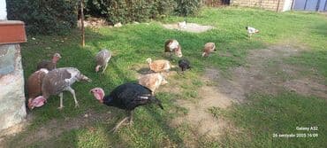 ingilis setter it cinsinin digər adı: Hinduşka sürüsü – müxtəlif rənglər və yaşlar - Təsərrüfat şəraitində — 5