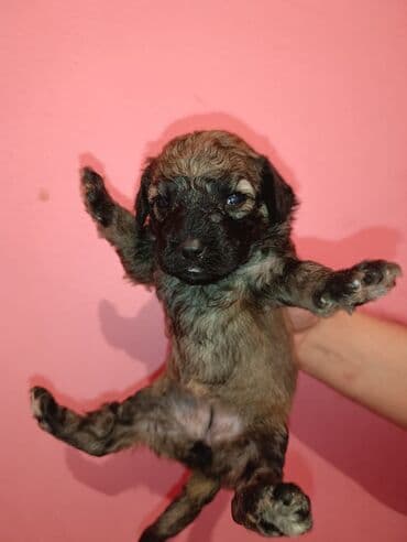 Gəmiricilər: Pudel balaları satılır. iki həftəlikdililər. 1 ay yarımında götürə — 10