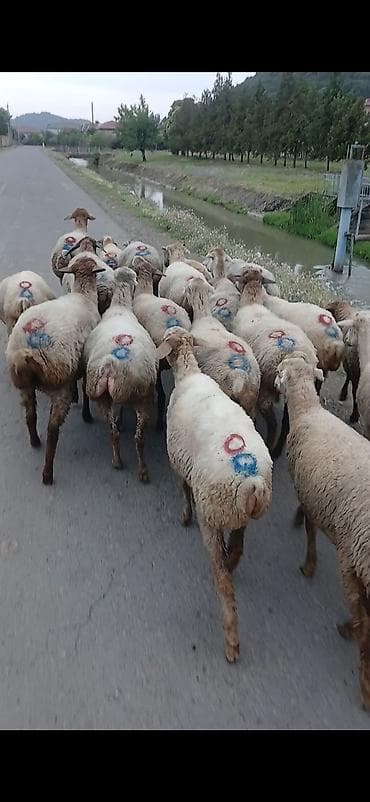 şpits qiyməti: Salam, 1baş qoç 13 bas şişekler birinci qarinaheyvanlar — 1