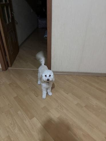 it balasi satisi: Pudel ag rengli real alicilar elaqe saxlasin 6ayliqdi — 2