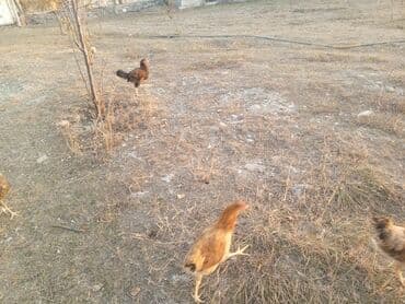 kend xoruzu: Toyuq, Yumurtalıq — 3