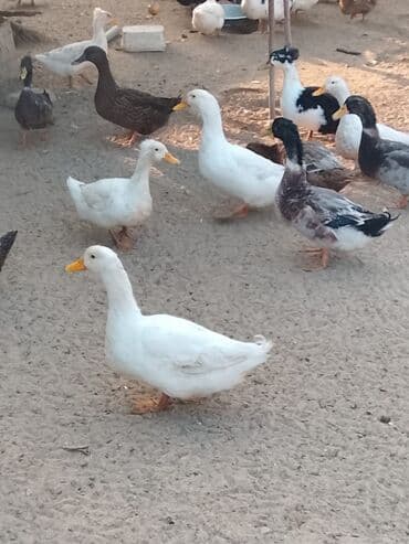 hinduşqa balası: Satılır: ördək sürüsü - Növlər və rənglər: ağ, qara, boz, qəhvəyi və — 7