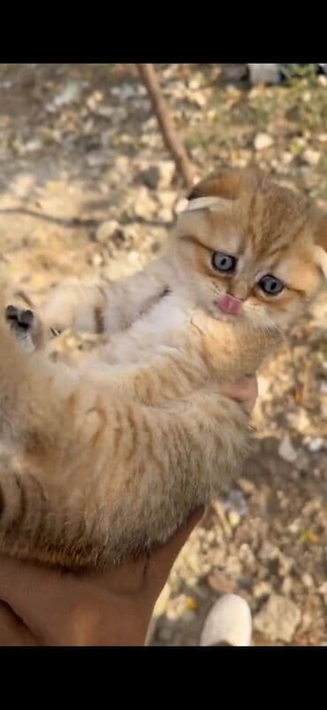 pişik tualet: Britan — 2