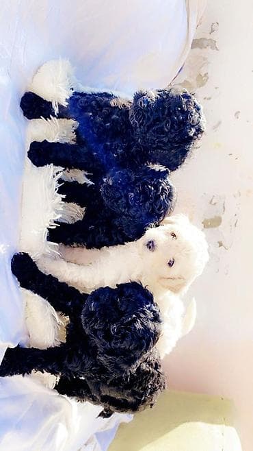 Pudel, Peyvəndli lalafo.az -da Pudel, Peyvəndli