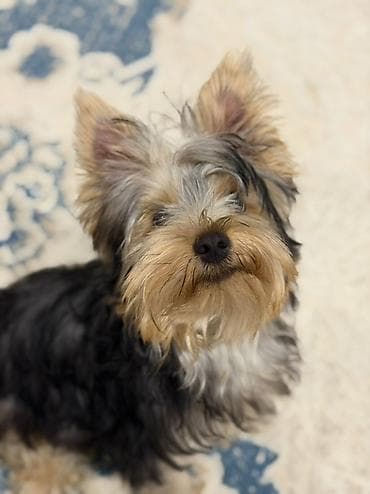 böyüməyən it cinsləri: Yorkşir teryer, 8 ay, Erkek, Peyvəndli — 2