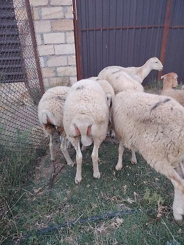 qusar heyvan satışı: Erkək toğulu damazlıq Tatal sortu - Növ: yerli ətlik/şişlik tipli — 5