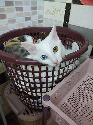 Ванская, Самка, В добрые руки, Самовывоз — 4