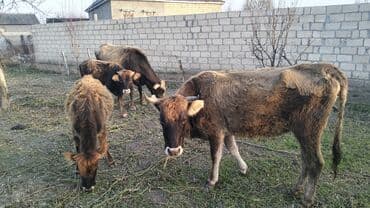 Satılır: Həyət şəraitində saxlanılan iribuynuzlu heyvanlar 2 baş boğaz