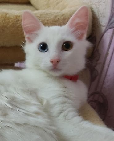 Ванская, Самка, В добрые руки, Самовывоз — 3