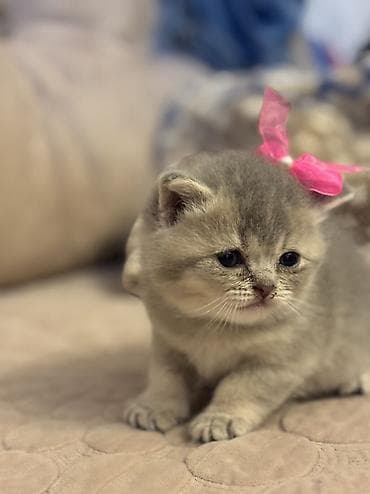 ağ pişik satışı: Şotland — 2